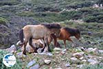 Wilde dwergpaarden in the zuiden of Skyros | Photo 4 - Photo GreeceGuide.co.uk