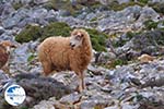 Schapen in the zuiden of Skyros | Photo 6 - Photo GreeceGuide.co.uk