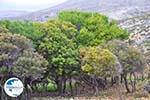 Skyriaanse trees | Zuid-Skyros - Photo GreeceGuide.co.uk