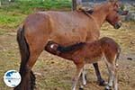 Dwarf Horse with foal | Skyros Greece - Photo GreeceGuide.co.uk