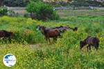 Wilde dwergpaarden Skyros | Greece | Greece  Photo 1 - Photo GreeceGuide.co.uk