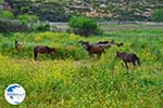 Wilde dwergpaarden Skyros | Greece | Greece  Photo 2 - Photo GreeceGuide.co.uk