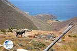 Kampos | Northern Syros | Greece | Photo 33 - Photo GreeceGuide.co.uk