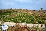 Sa Michalis | Northern Syros | Greece Photo 43 - Photo GreeceGuide.co.uk