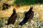 Dadia Evros | Greece } Foto 1 - Photo Region of Eastern Macedonia and Thrace