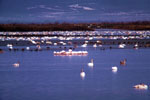 Delta Evros | Greece | Foto 2 - Photo Region of Eastern Macedonia and Thrace