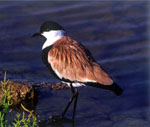 Delta Evros | Greece | Foto 6 - Photo Region of Eastern Macedonia and Thrace