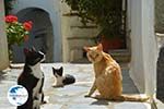 Falatados near Exomvourgo Tinos | Greece | Photo 25 - Photo GreeceGuide.co.uk