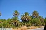 Vai Crete | Lassithi Crete | Greece  Photo 4 - Photo GreeceGuide.co.uk