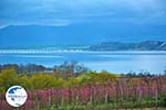 Polifitos-lake Kozani | Macedonia Greece | Greece  Photo 11 - Photo GreeceGuide.co.uk